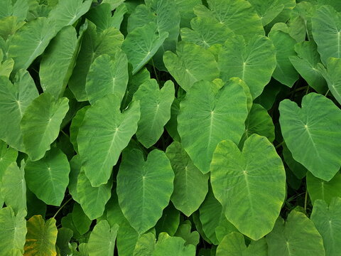Dense green taro leaves background, tropical foliage texture in garden.