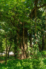 Fototapeta premium trees in the forest
