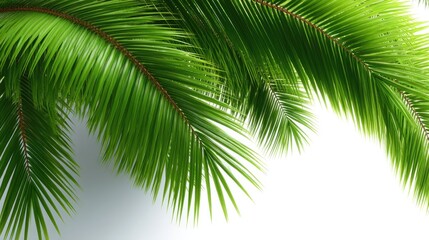 Fototapeta premium Green leaves fill the frame against a white background, highlighting the texture and shapes in soft light