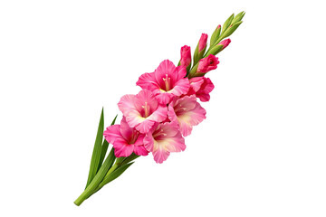 Obraz premium Gladiolus plant with pink flowers and green buds is displayed against a stark white background in a close up view