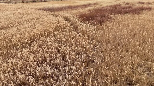 Aerial view of a field of dry golden reeds next to a patch of red aquatic plants in a wild wetland environment showing the diverse colors of nature in winter