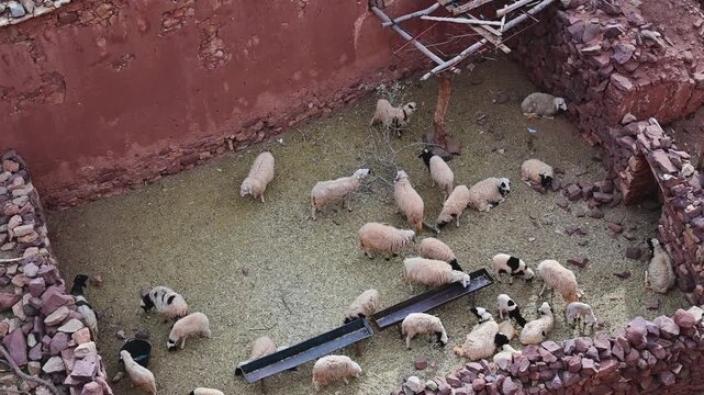 Sheep and lambs near the Telouet Kasbah in Morocco