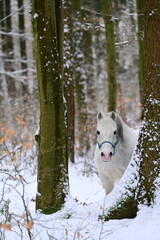 Sch&ouml;nes Schimmelpony steht im verschneitem Wald zwischen B&auml;umen im Schnee