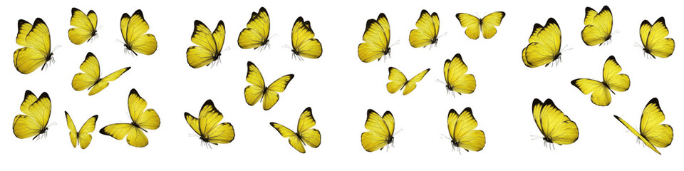 Set of bright yellow butterflies flying in groups, collection of beautiful summer insects with delicate wings isolated on white background © Druvh