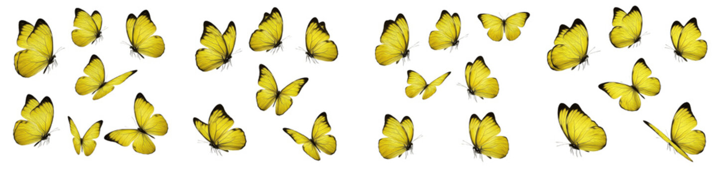 Set of bright yellow butterflies flying in groups, collection of beautiful summer insects with delicate wings isolated on white background