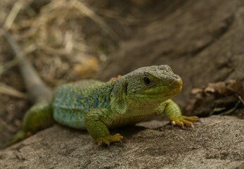 Obraz premium Ocellated lizard
