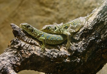 Obraz premium Ocellated lizard