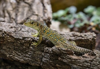 Fototapeta premium Ocellated lizard