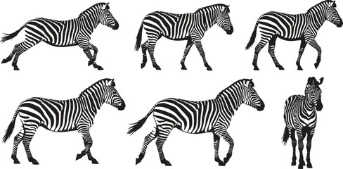 Silhouette of zebras in various poses and a person illustration © Vecto_Pixels