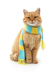 Red cat wearing a knitted scarf.