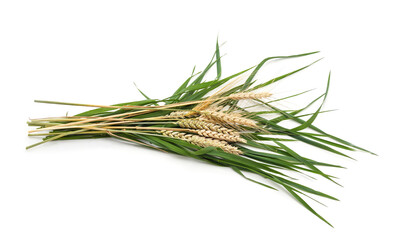 Bunch of green and golden wheat ears.