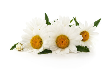 White daisy flowers with green leaves.