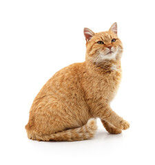 Beautiful red cat sitting sideways.