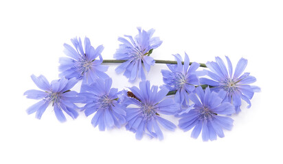 Blue chicory flowers on white background.
