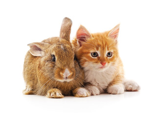 Kitten and bunny huddling together.