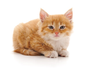 Little ginger kitten lying down.