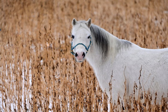 Portrait eines h&uuml;bschen wei&szlig;en Ponys das in einem  verbl&uuml;hten Feld steht
