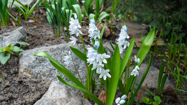  A blooming Scilla Pushkinia lebanese with white and blue inflorescences in spring.    Puschkinia libanotica 'Alba'. Puschkinia scilloides   