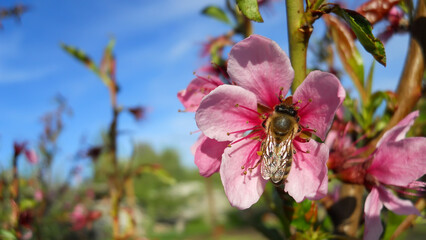 Obraz premium pink peach blossoms on a branch against a blue sky and a bee sitting in a flower