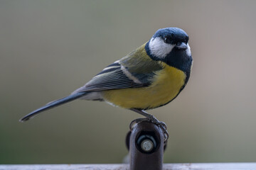 Obraz premium Curious Great Tit Perched on Bird Feeder with Sunflower Seed