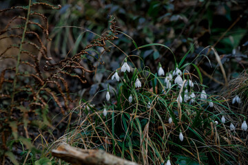 Snowdrop flowers bloom in a forest setting. Green grass and brown twigs surround the delicate white petals. Natural woodland environment.