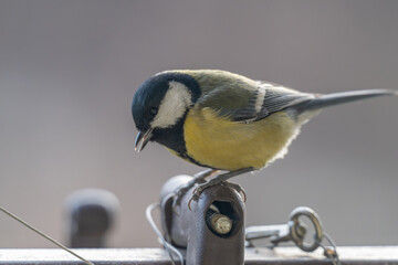 Obraz premium Great Tit Perched on Metal Railing Looking Down in Winter