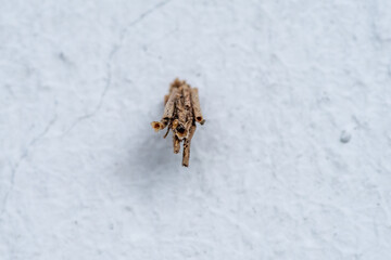 Makro zbliżenie na charakterystyczny kokon larwy koszówki (Psychidae) zbudowany z suchych patyczków, przytwierdzony do białej, teksturowanej ściany budynku. © Henryk Niestrój