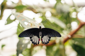 Black butterfly perched on green leaves