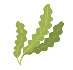 Vector illustration of green laminaria seaweed leaves. Flat marine botanical object