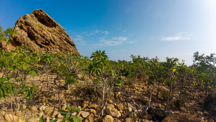 Rocky hillside with shrubs and boulder under blue sky