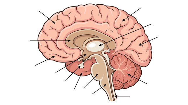 Human Brain Anatomy Illustration for Medical and Educational Use: Detailed Diagram of Brain Structures for Learning and Understanding Neuroscience