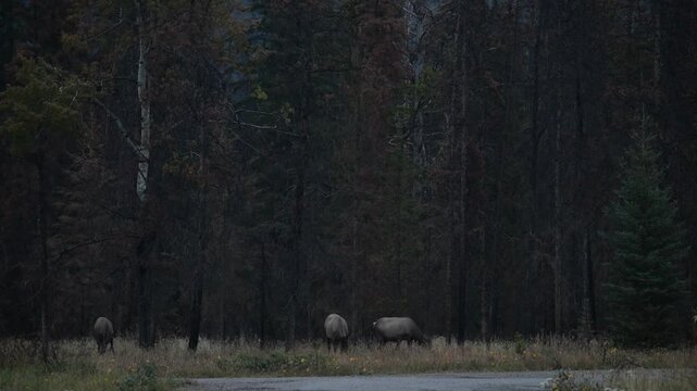 Bull elk during the rut