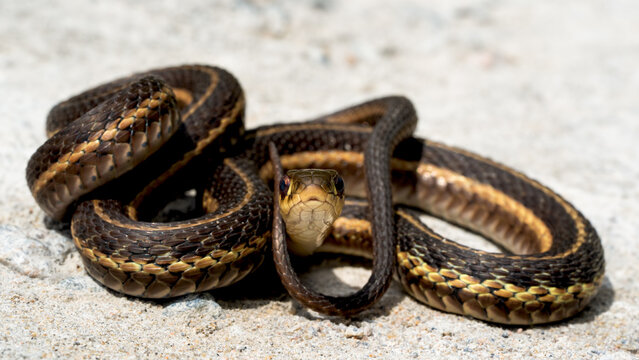 Eastern garter snake looking at the photographer