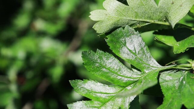 Unusual tree leaves in summer weather, moving in the wind