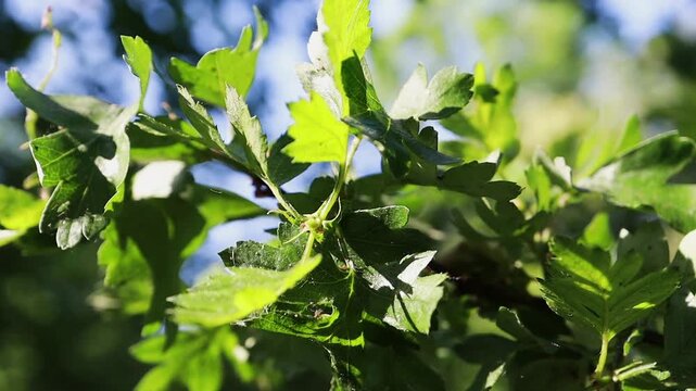 Unusual tree leaves in summer weather, moving in the wind