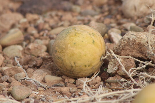 Wild Desert Melons Growing on Dry Soil