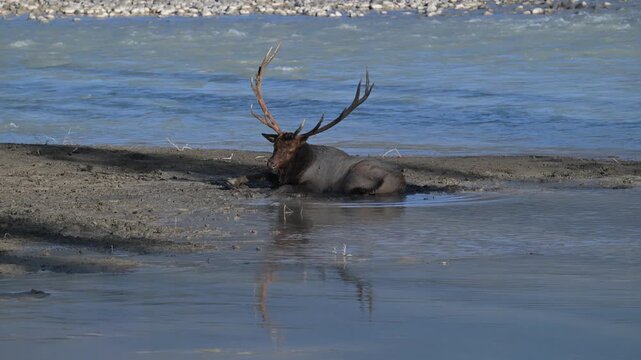 Bull elk during the rut