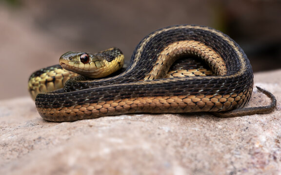 Common eastern snake posing for a photo