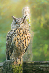 Obraz premium Majestic Eurasian Eagle-Owl (Bubo bubo) Portrait in Nature with Intense Orange Eyes Stare