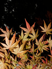 Close-up of red maple leaves on thin branches
