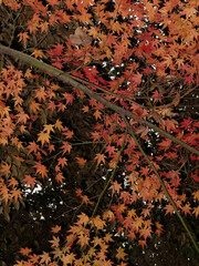 Maple tree with dense golden-orange autumn foliage