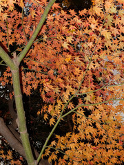 Maple tree with dense golden-orange autumn foliage