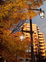 Autumn maple tree beside urban street lamp at dusk