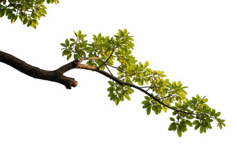 Fototapeta premium Tree branch with green leaves extending from top left corner isolated on transparent background