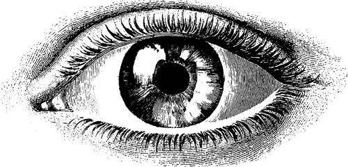 Obraz premium Vintage engraving of human eye anatomy cross section for botanical studies