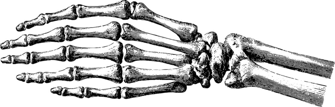 Vintage engraving of human hand finger bones structure for botanical studies