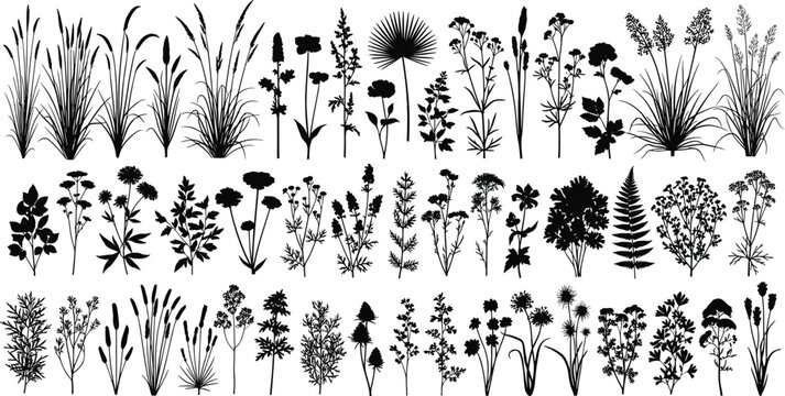 Wild grass and floral silhouettes collection isolated on white background featuring meadow plants for botanical design, nature illustration, landscape infographic use