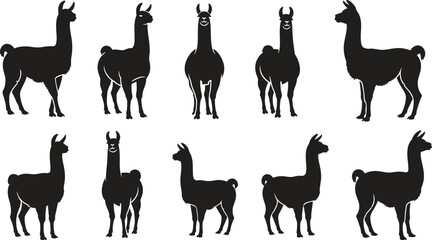 Obraz premium Collection of various llama silhouette poses on white background