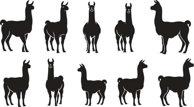 Collection of various llama silhouette poses on white background