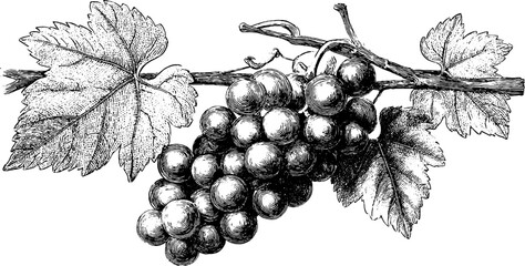 Fototapeta premium Vintage botanical vine scroll with decorative border for elegant design projects